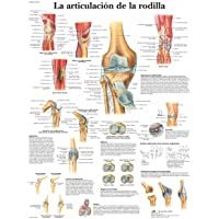 Los mejores  - 3B Scientific VR3174L Póster Anatómico- la Articulación de la Rodilla